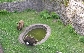 Zámek Náchod - Medvědi ze zámku